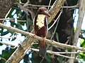 White throated kingfisher