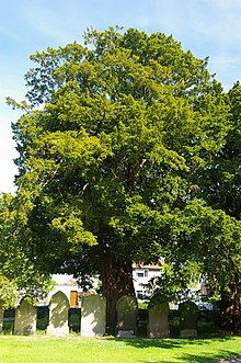 An Overton Yew Tree, one of the Seven Wonders of Wales Overton Yew Tree.jpg