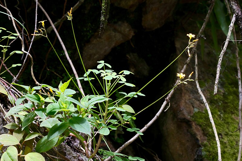 Payl:Oxalis peduncularis (Oxalidaceae) (30159263970).jpg