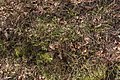 * Nomination Vaccinum myrtillus shrubs at the forest trail Almweg in Leonstein, Pörtschach, Carinthia, Austria -- Johann Jaritz 02:45, 10 April 2021 (UTC) * Promotion  Support Good quality. --XRay 04:48, 10 April 2021 (UTC)