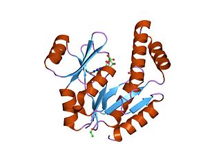 Guanylate kinase