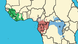 Поширення звичайного шимпанзе: зелене — P. t. verus; сіре — P. t. vellerosus; червоне — P. t. troglodytes; синє — P. t. schweinfurthii