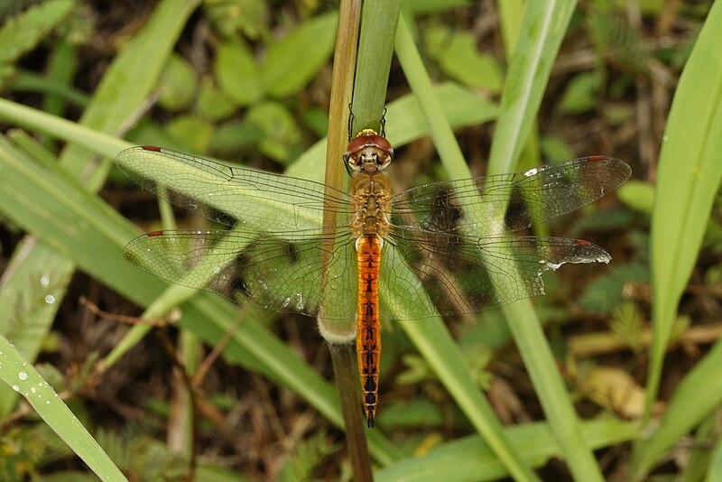 File:Pantala flavescens 8167.jpg