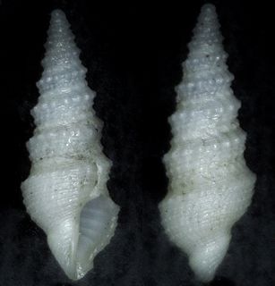 <i>Paradrillia inconstans</i> Species of gastropod