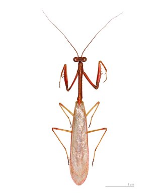 <i>Parastagmatoptera flavoguttata</i> Species of praying mantis