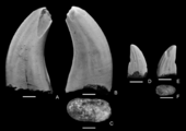 Two Paronychodon teeth Paronychodon.png