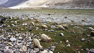 Capre al pascolo nella regione di Pangong Tso