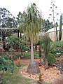 Nolinaceae : Beaucarnea recurvata, tiges succulentes.