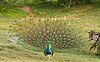 Peacock : The most beautiful bird you can ever see