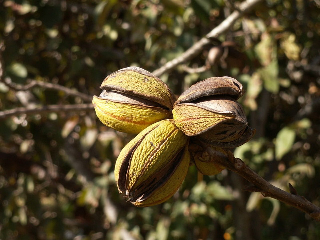 Carya ILLINOINENSIS