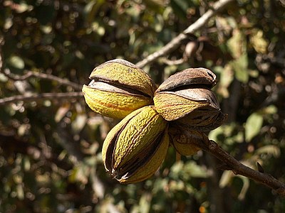 Pecan-nuts-on-tree.jpg