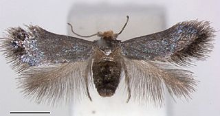 <i>Pectinivalva quintiniae</i> Species of moth