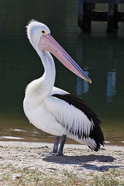 File:Pelican lakes entrance02.jpg