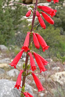 Penstemon eatonii 3.jpg