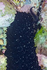 File:Pepino de mar negro (Holothuria forskali), Parque natural de la Arrábida, Portugal, 2022-07-28, DD 02.jpg (Category:Holothuria forskali)