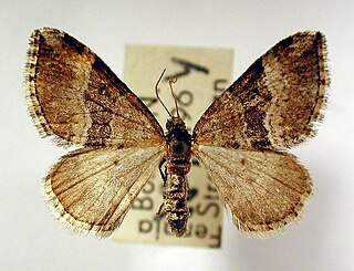 <i>Perizoma bifaciata</i> Species of moth