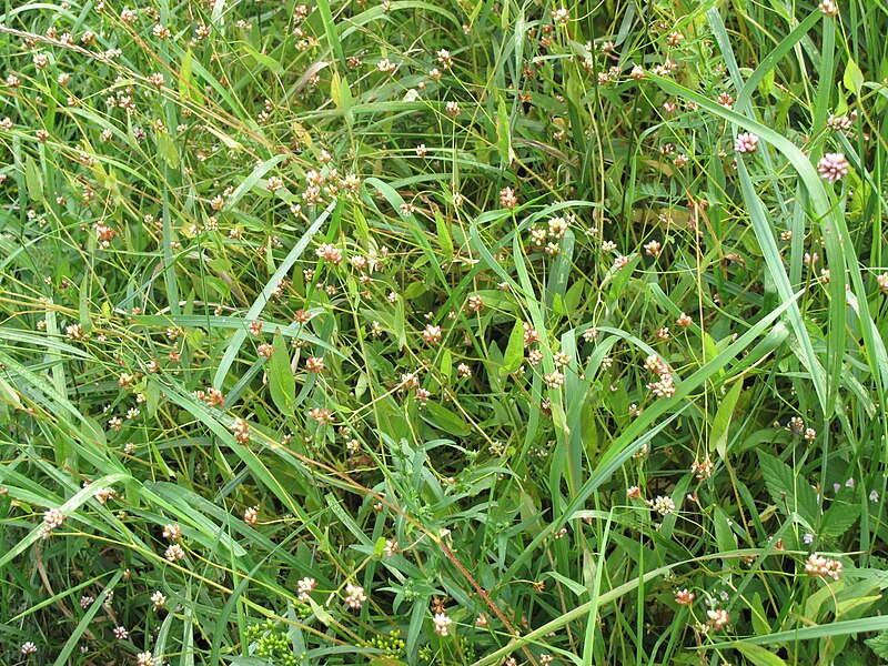 File:Persicaria sagittata 15-p.bot-polygo.sagi-10.jpg