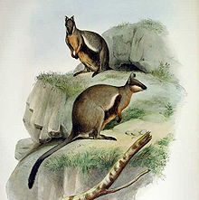 Illustration from Gould's Mammals of Australia, 1863 Petrogale lateralis - Gould.jpg