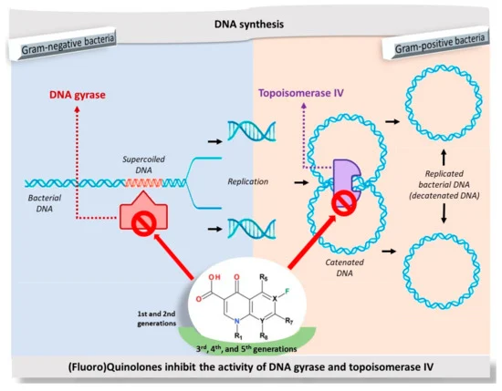 File:Pharmaceutics-13-01289-g002-550.webp