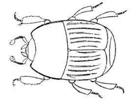 Phelister subrotundus