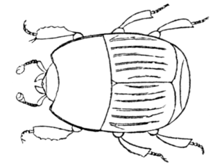 <i>Phelister</i> Genus of beetles