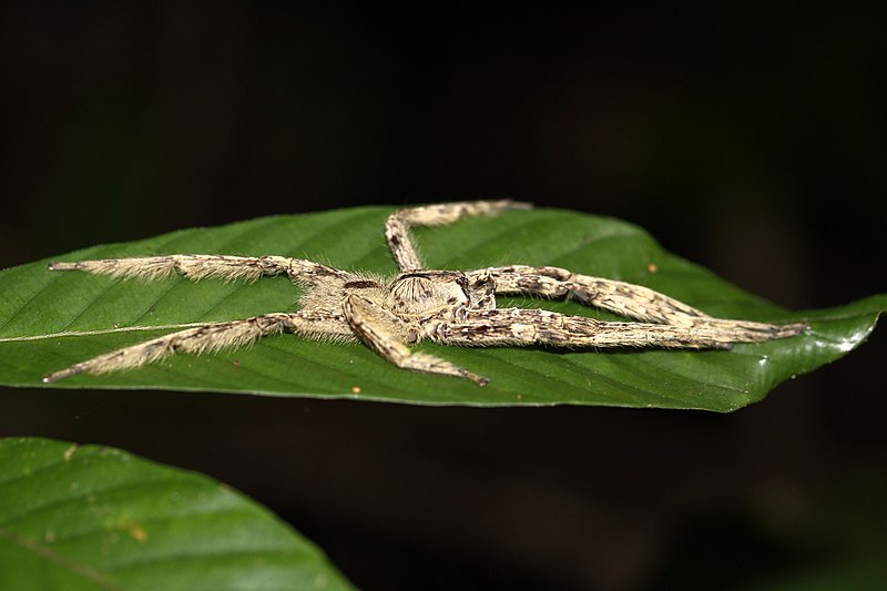 File:Phoneutria boliviensis male.jpeg