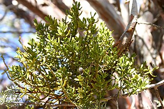 <i>Phoradendron densum</i>