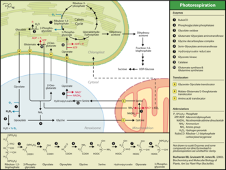 Photorespiration serves as a salvage pathway that converts 2-PG into non-toxic metabolites. Contrary to the Calvin cycle, this pathway is responsible a net loss of previously fixed carbon. It also serves as sink for ATP and NADH. Photorespiration eng.png