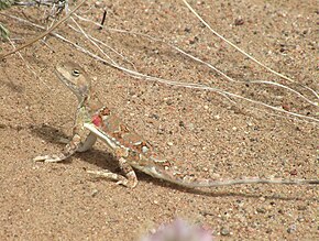 Opis obrazu Phrynocephalus versicolor Strauch, 1876 6.JPG.