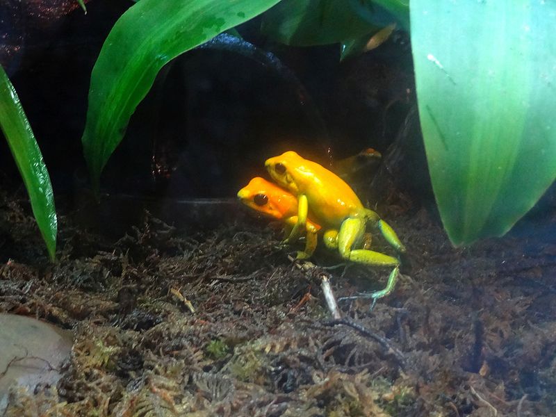 File:Phyllobates terribilis mating - Parque Explora - Medellín.jpg