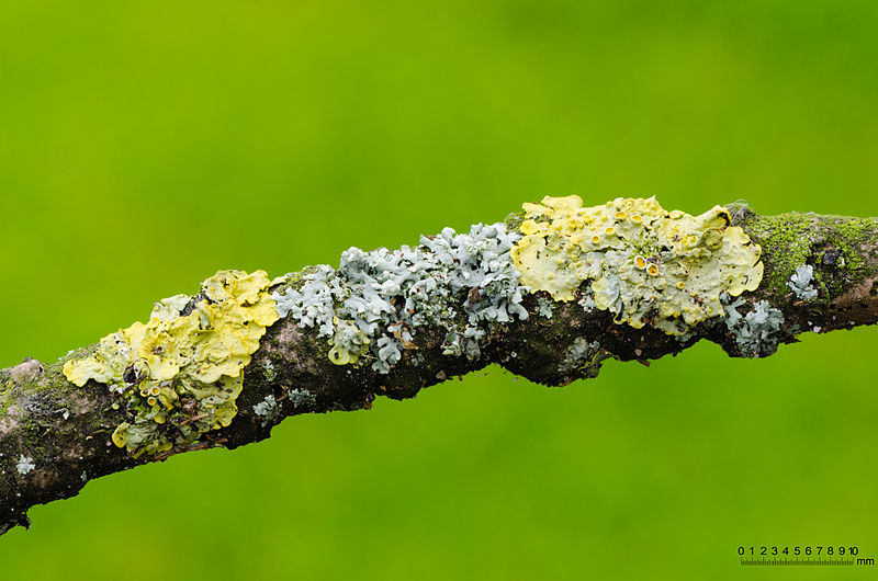 File:Physcia stellaris together with Xanthoria parietina - on a branch of an ash tree - Fraxinus excelsior - 02.jpg