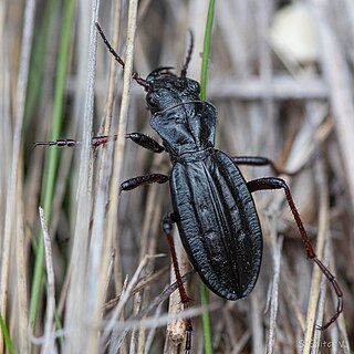 <i>Picnochile</i> Species of beetle