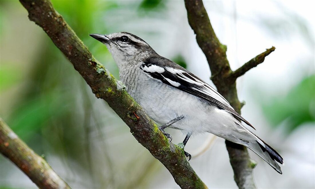 Kapasan (burung)