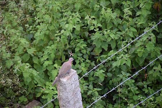 Pigeon sitting on a fence