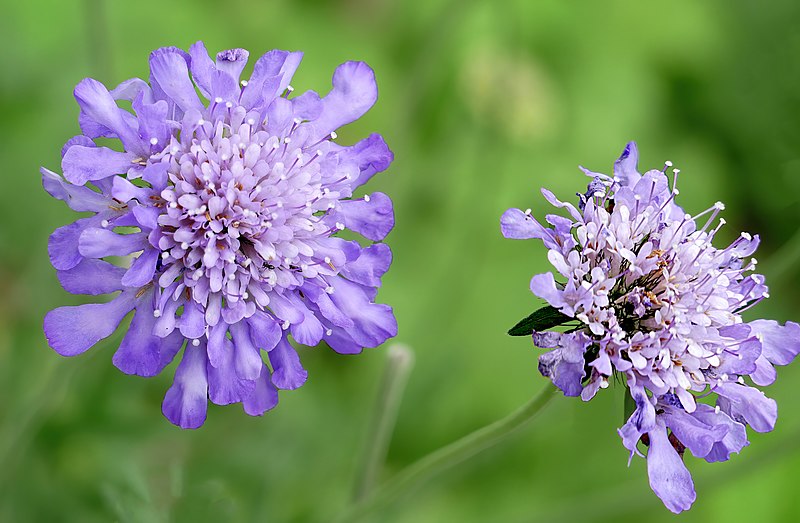 File:Pincushion flower -- Scabiosa.jpg