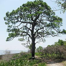 Pinus elliottii(1).jpg