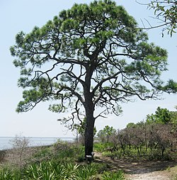 Pinus elliottii