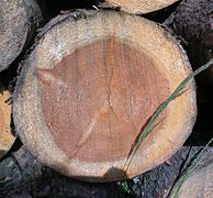 Dans un vrai tronc (ici un Pinus) les cernes de croissance du bois, de l'aubier et du duramen sont bien visibles.