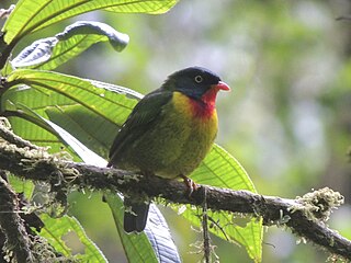 Scarlet-breasted fruiteater Species of bird