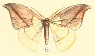 <i>Tridrepana postica</i> Species of hook-tip moth