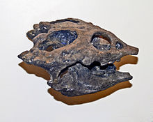 Placochelys placodonta fossil skull, lateral view