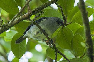 Plain-colored tanager Species of bird