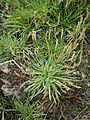 Plantago coronopus