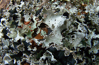 <i>Platismatia</i> Genus of lichens