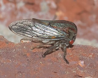 <i>Platycotis</i> genus of treehoppers