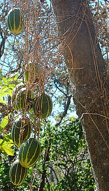 Polyclathra cucumerina.jpg