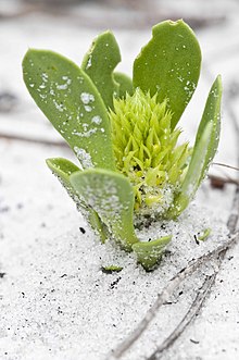 Polygala smallii.jpg