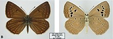 Polyommatus karindus saravandi perempuan upperside (kiri) dan bawah (kanan).jpg