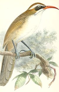 Pomatorhinus ochraceiceps 1877.jpg
