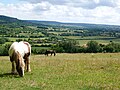 Ponies in a field between Meenfield Wood and Pilots Wood, both part of Shoreham Wood near Shoreham.